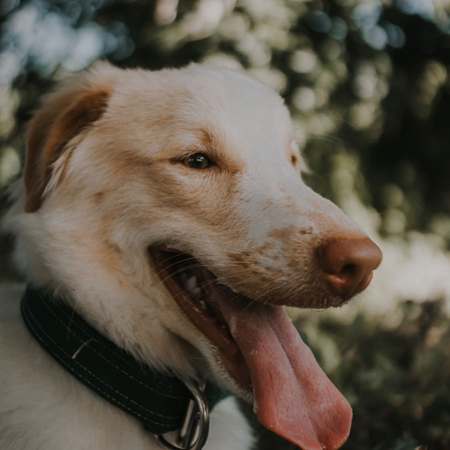 Cão usando coleira escura com argola metálica