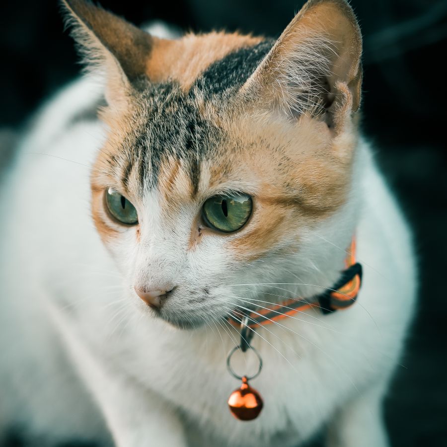 Gato usando coleira laranja com sino