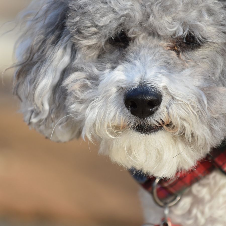 Cão usando coleira vermelha com identificação metálica
