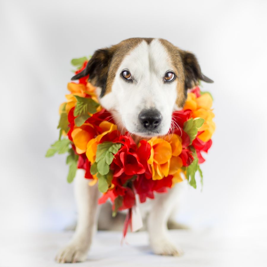 Cão usando coleira com flores coloridas