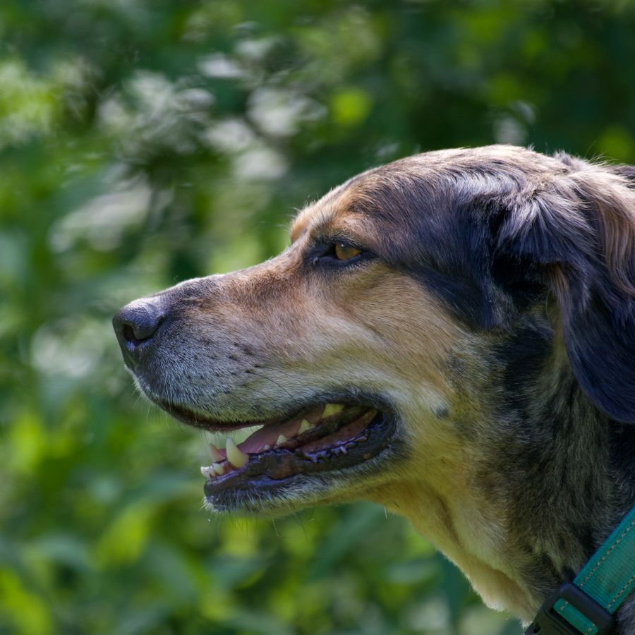 Cão usando coleira verde lisa e minimalista