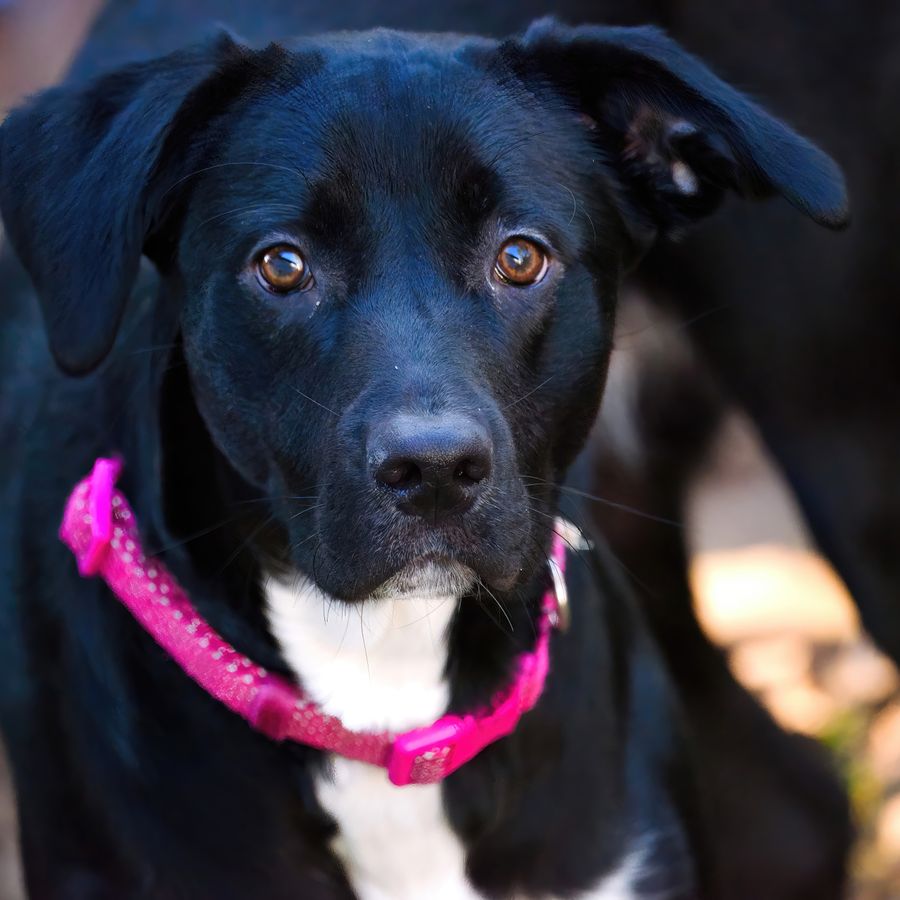Cão usando coleira rosa estampada