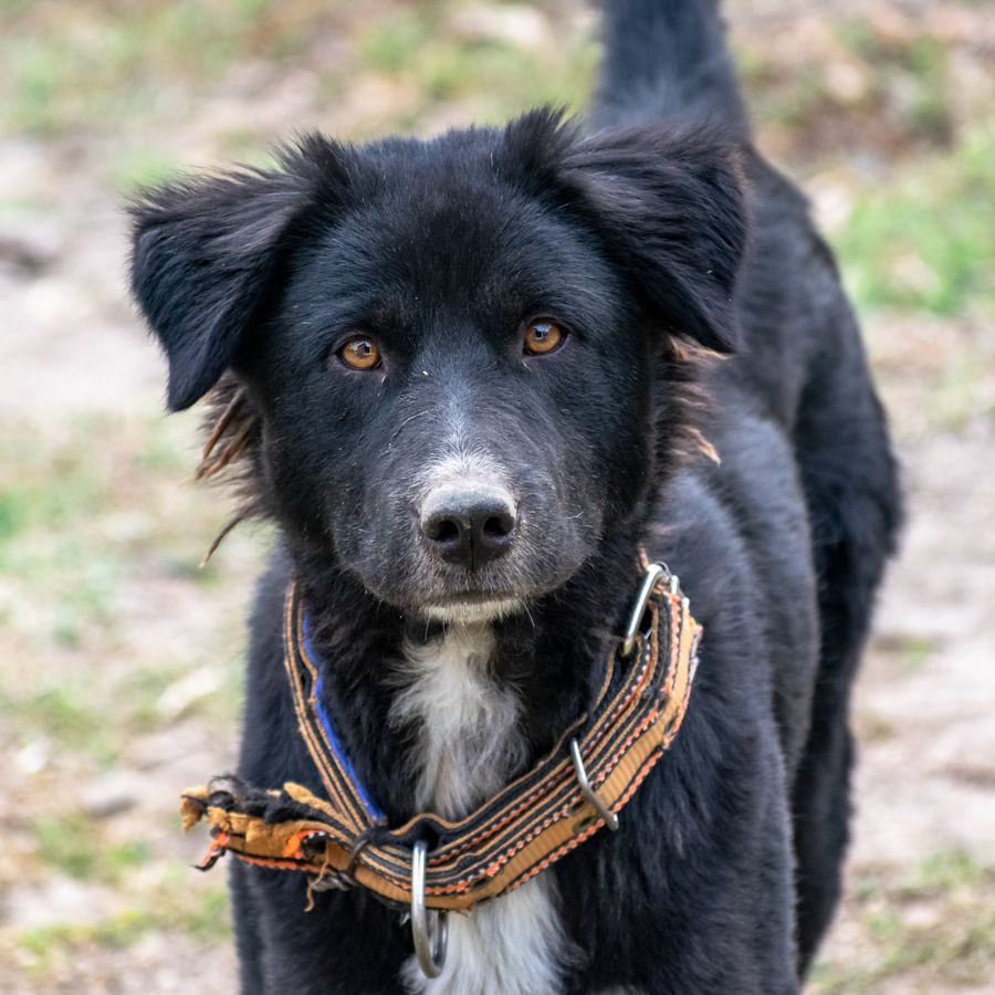 Cão usando coleira larga em tons escuros e terrosos