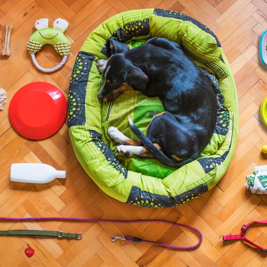 Kit de acessórios pet com coleira, guia, brinquedos e itens de cuidado